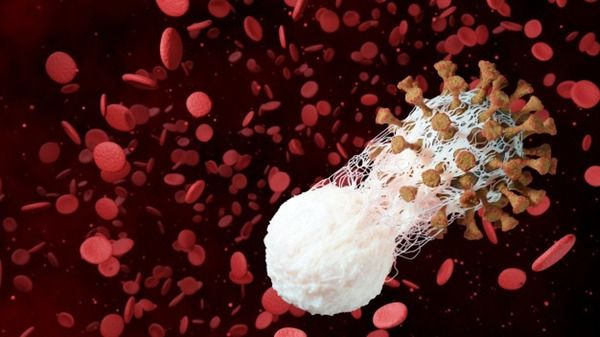 Basophil 수치