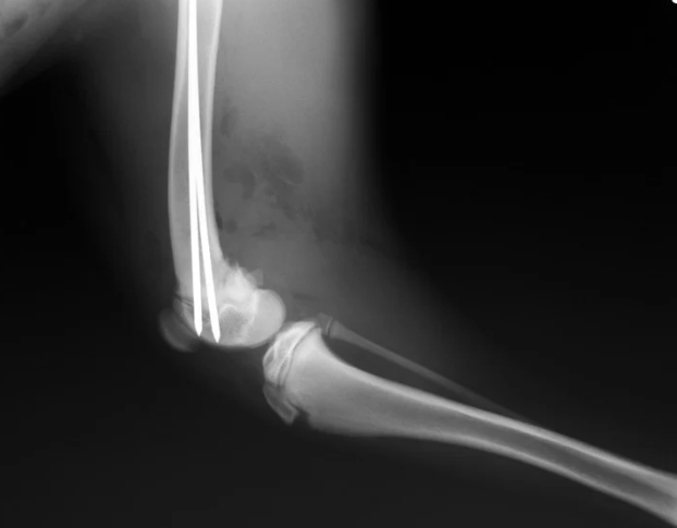 강아지 떠는 이유 6가지, 단순히 추워서가 아닙니다