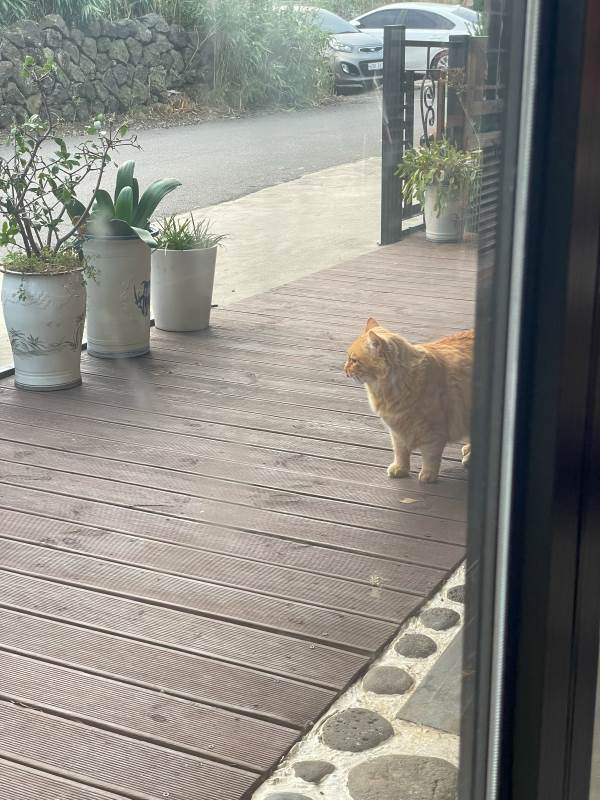 제주-애월-숙소-혼디-펜션-고양이