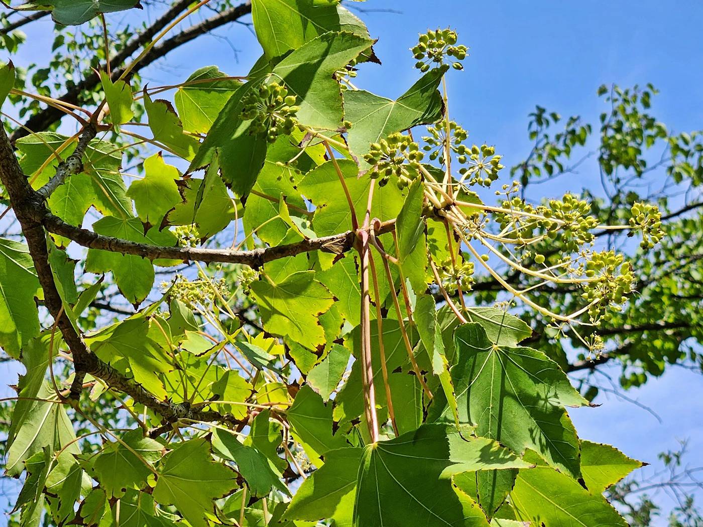 음나무(엉개나무)