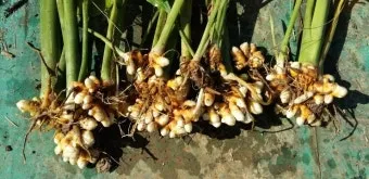 강황 재배 따뜻한 온도 보온 피복 수확 건조_10