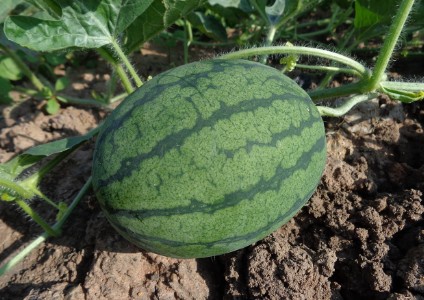 수박모종심는시기, 순치기방법, 순지르기, 수확시기 [수박재배하는방법]