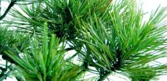 솔잎 효능수확기솔잎 효소 만드는법솔잎차세척활용법보관법까지_6