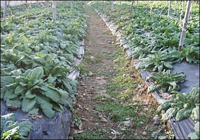 곰보배추 효능, 먹는 법 총정리