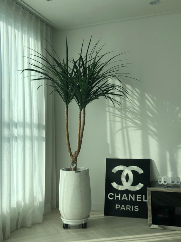 드라코 인테리어