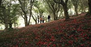 강진 백련사 동백축제 기본일정과 프로그램 소개