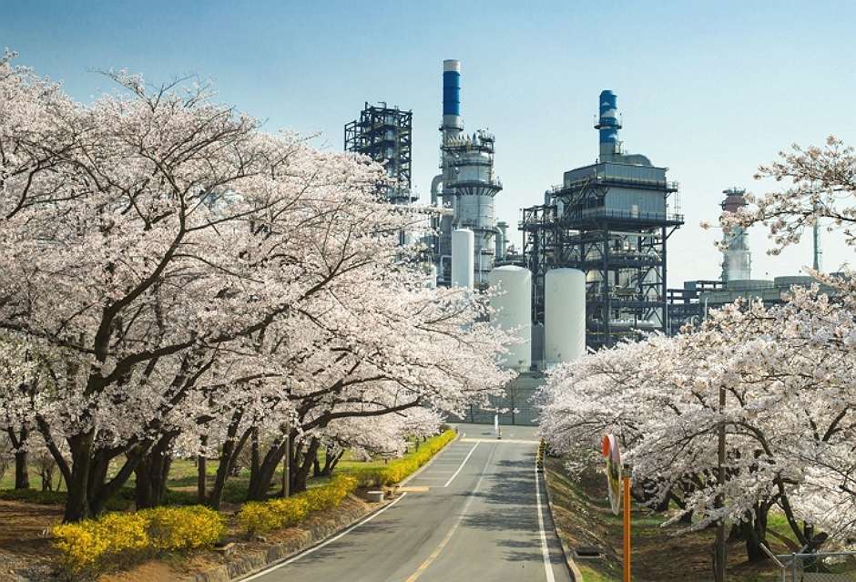 SK인천석유화학 벚꽃동산 축제