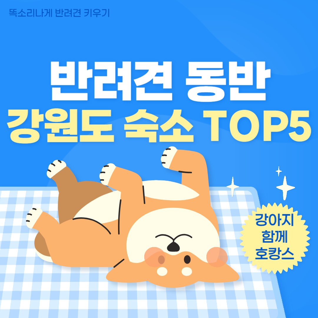 강원도 반려견 동반 강원도 숙소