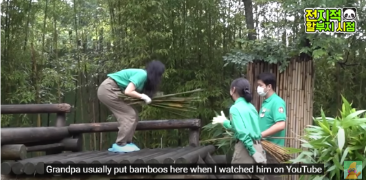 푸바오 생일잔치 판다 번식기