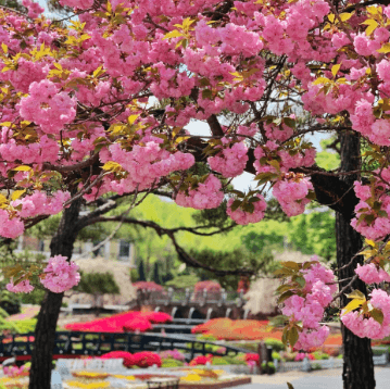 베어트리 파크 봄꽃축제와 관련된 사진