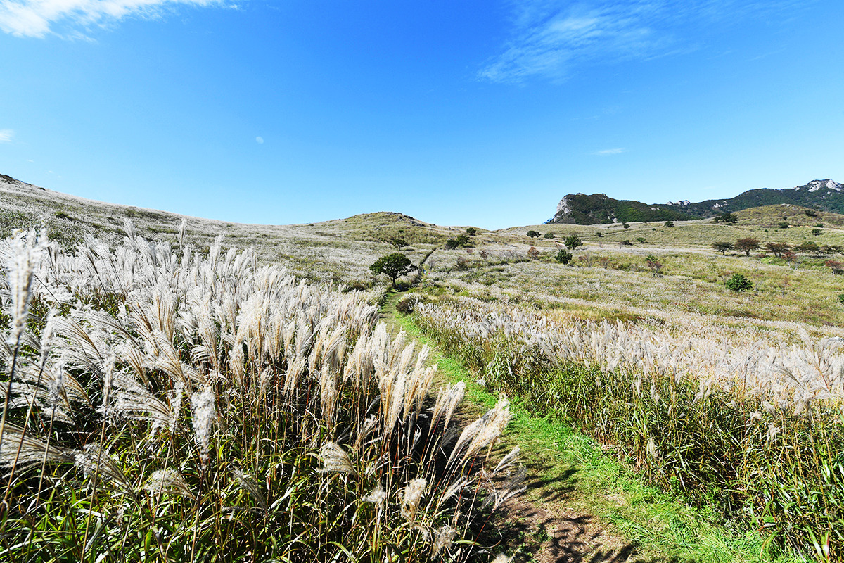 2024 황매산 억새축제