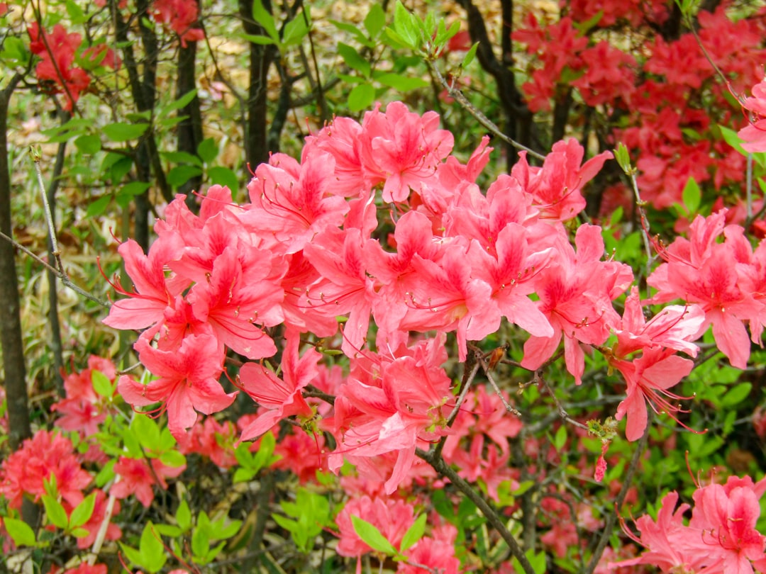 Azalea