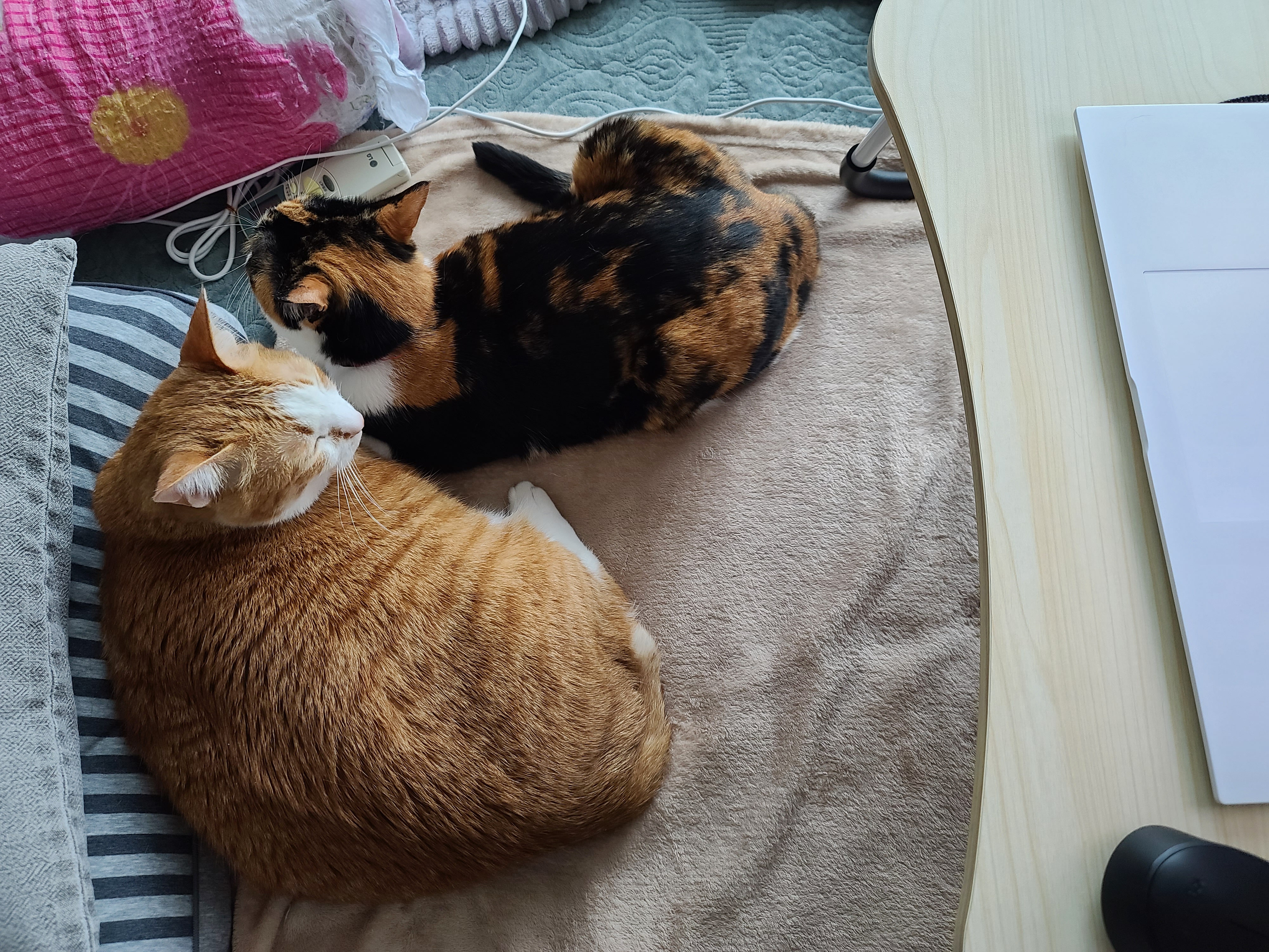 잠시 자리를 비웠던 집사..