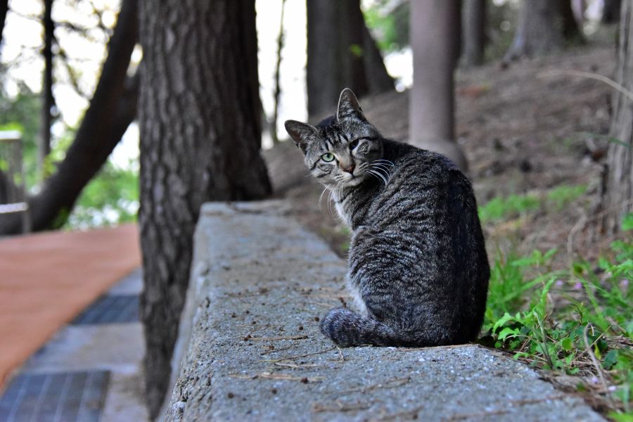 부산 민주공원 고양이
