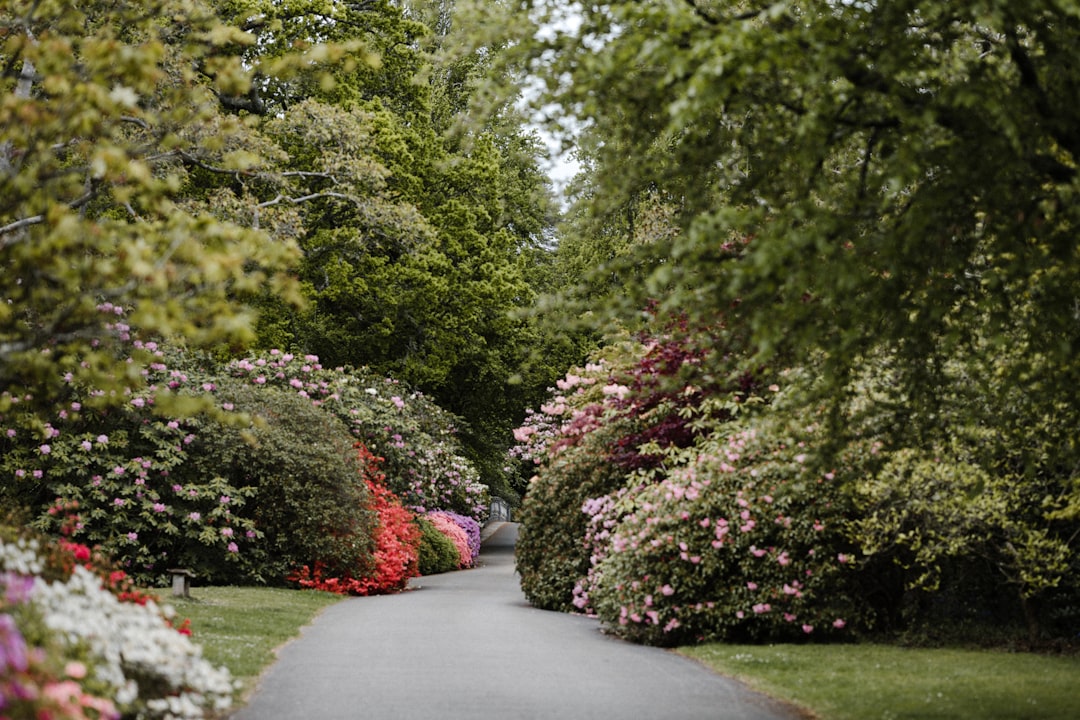Azalea