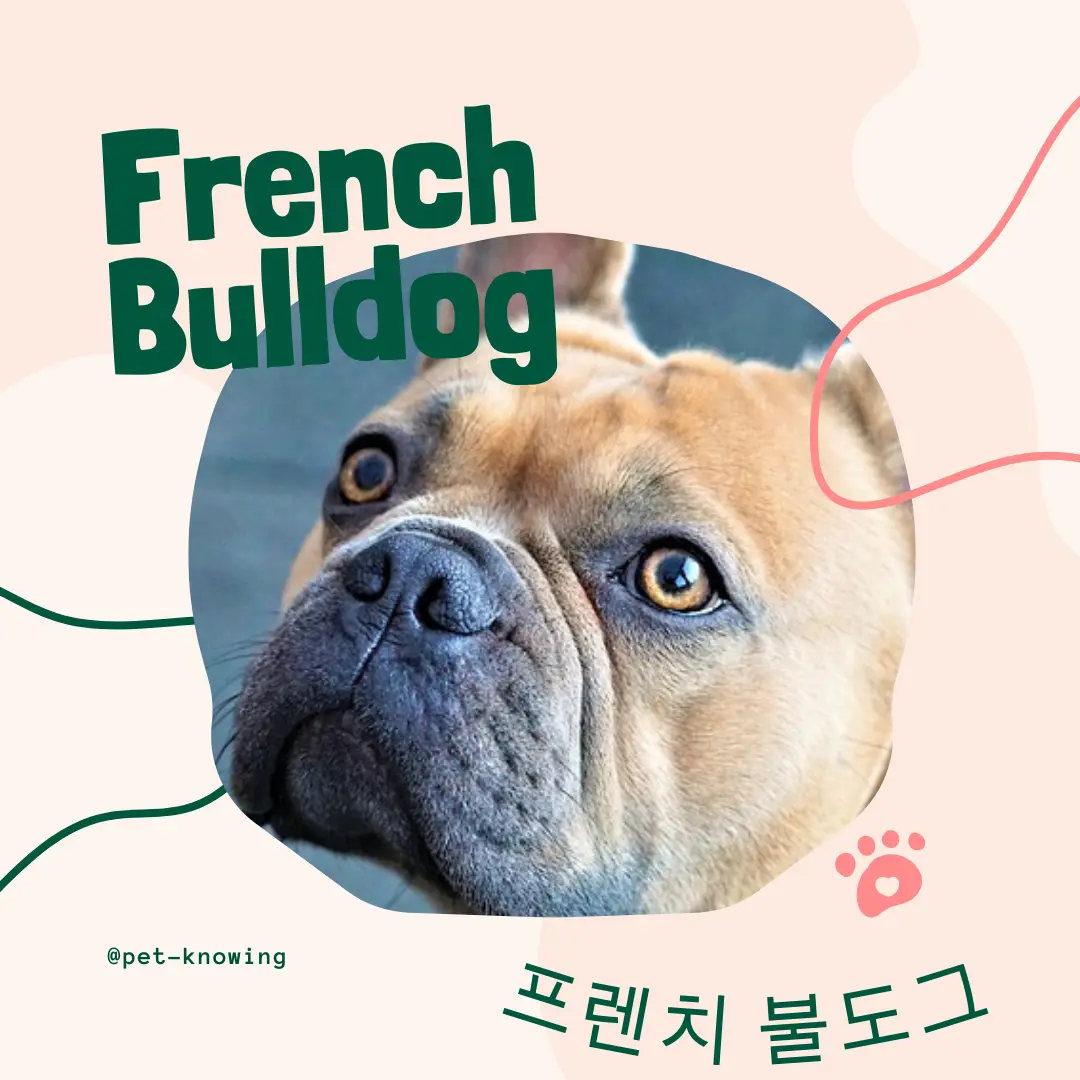 [강아지] 프렌치 불독(불도그) 품종 및 견종 정보