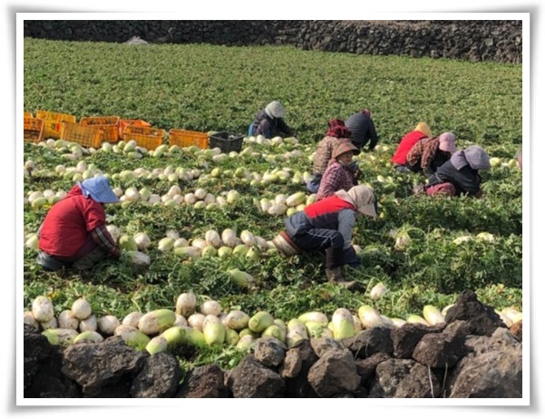 "김장 무, 직접 길러보세요!" 초보자도 성공할 수 있는 쉬운 재배 가이드!
