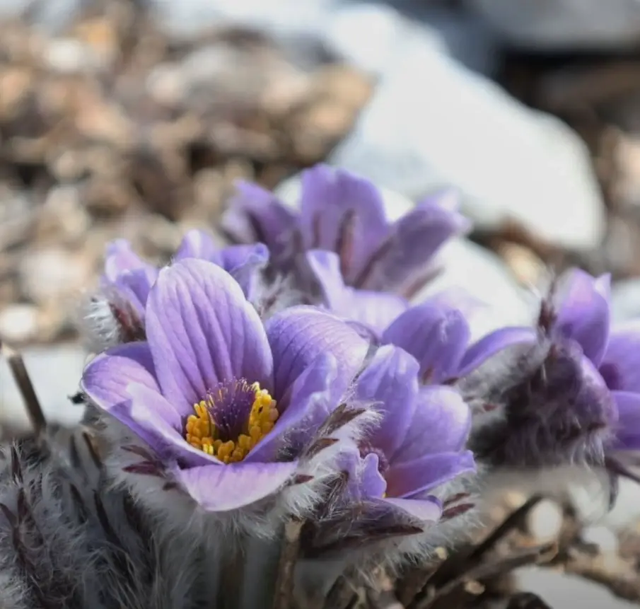 국립세종수목원-입장료-무료입장-할인-대상자-운영시간