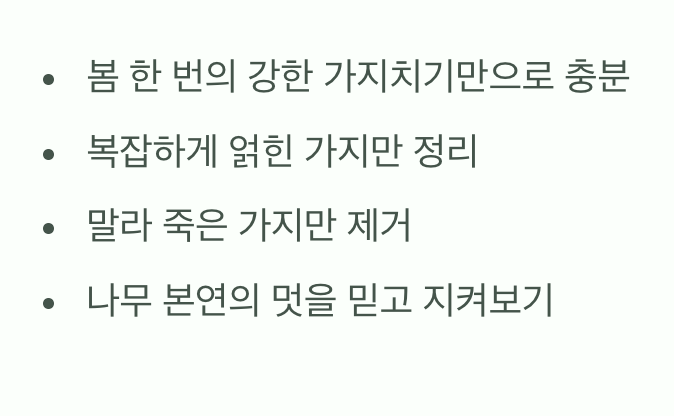 비결 4. 그대로의 멋&amp;#44; &amp;#39;자연스러운 수형&amp;#39;