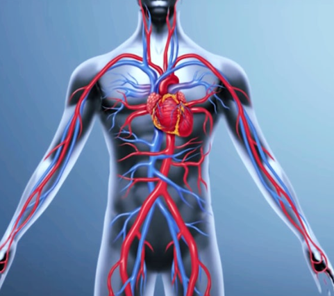 인체 혈관 사진