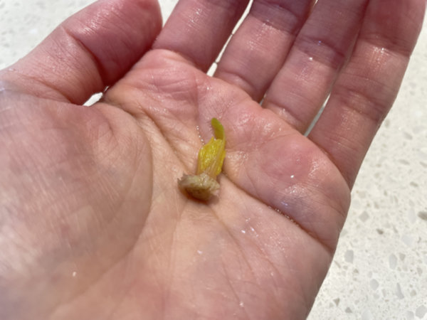 시금치 뿌리와 너무 작은 아기 잎은 버리기