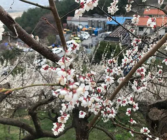 매화 정보화마을