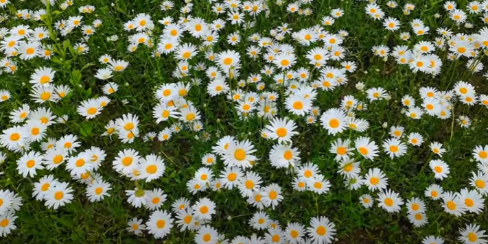 금계국과 샤스타데이지가 물든 악양생태공원