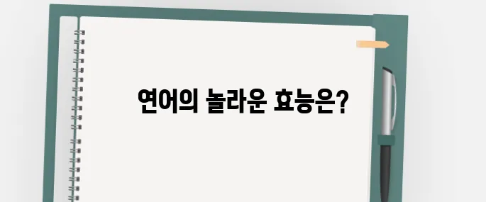 연어 효능 알아보아요