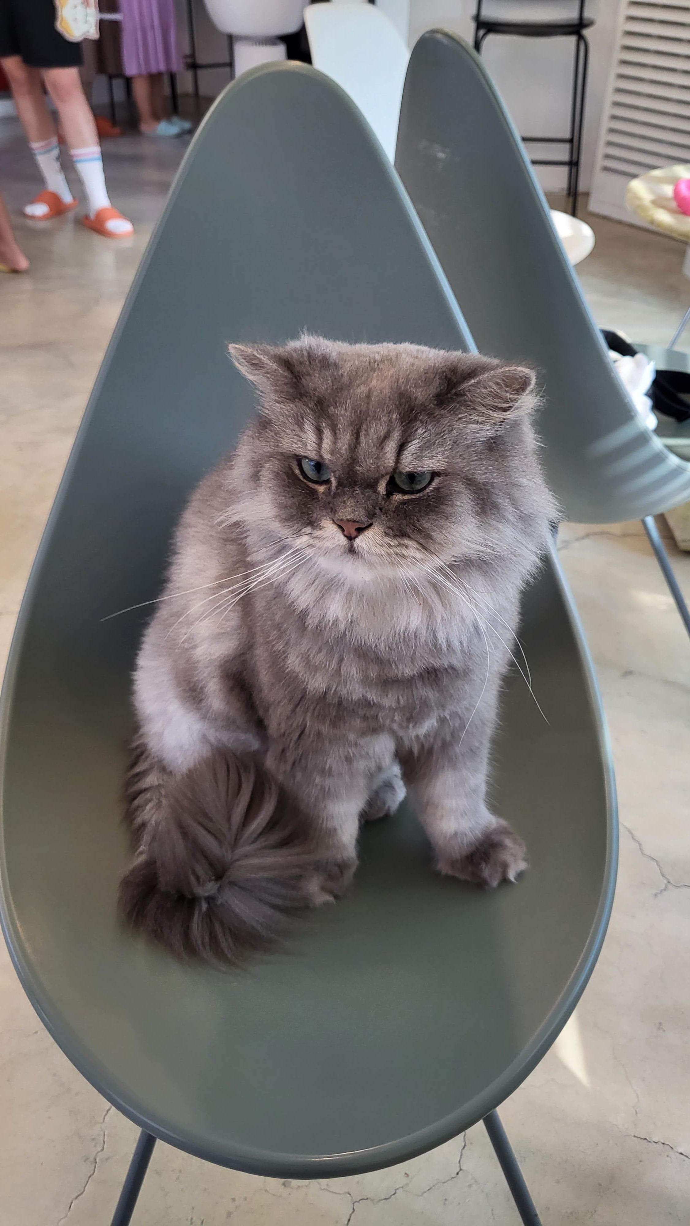 [강북구] 초등학생 딸과 함께 간 고양이 카페 후기-아이와 갈만한 힐링 장소 추천!