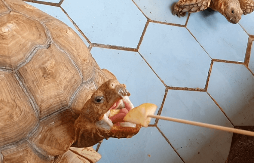 실내동물원-거북이