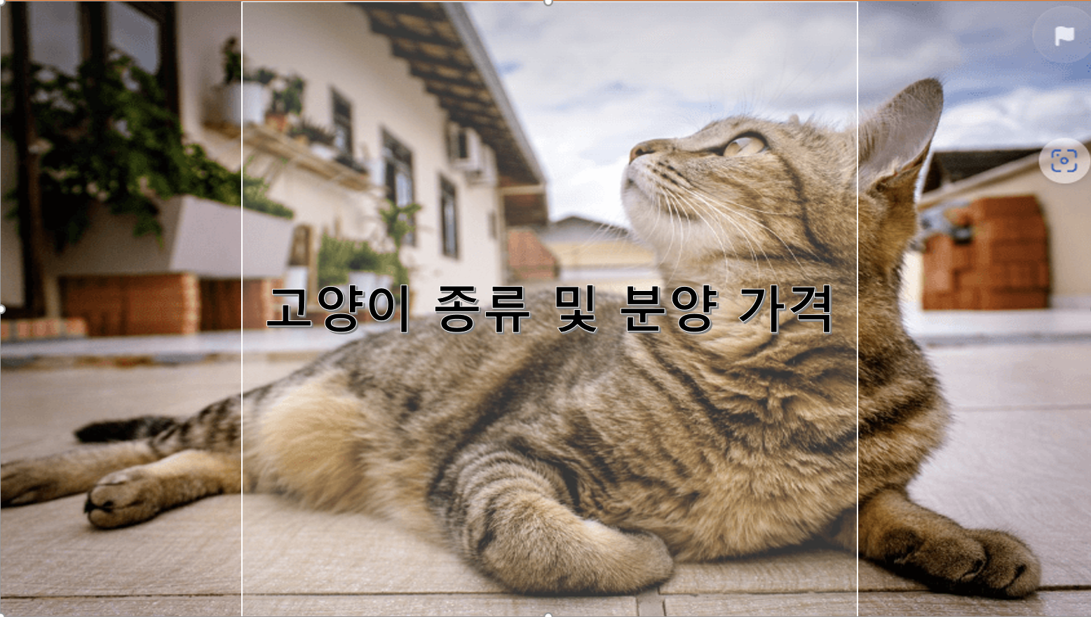 고양이 종류 및 분양 가격