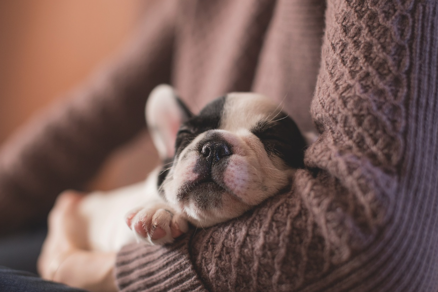 초보자가 강아지를 키울 때 유용한 팁