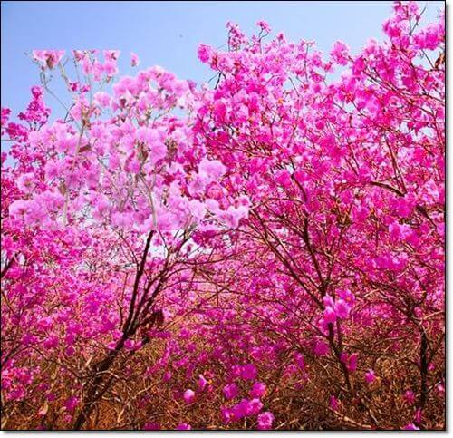 만발한 진달래 꽃