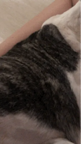 고양이 근육 경련 증상 원인 치료_7