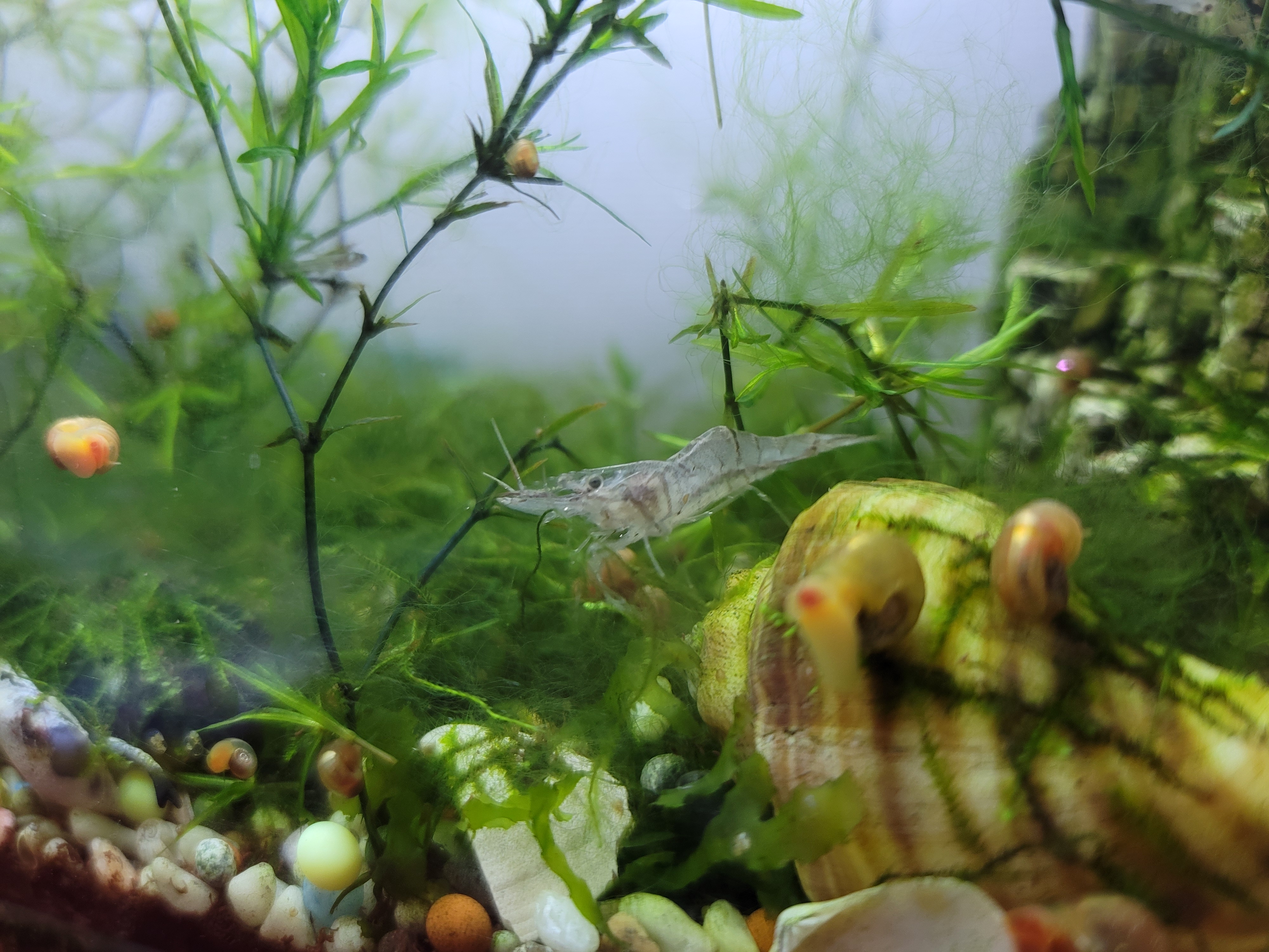 국민힐링파크에서 잡은 민물새우