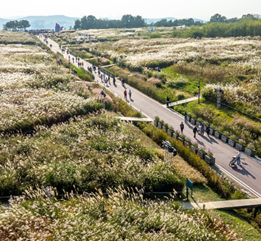 10월 가을축제 추천! 서울억새축제