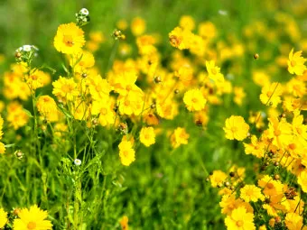 함안 악양생태공원 금계국 개화 시기와 사진 촬영 팁_5