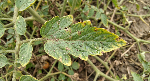Raw field image of a diseased plant leaf