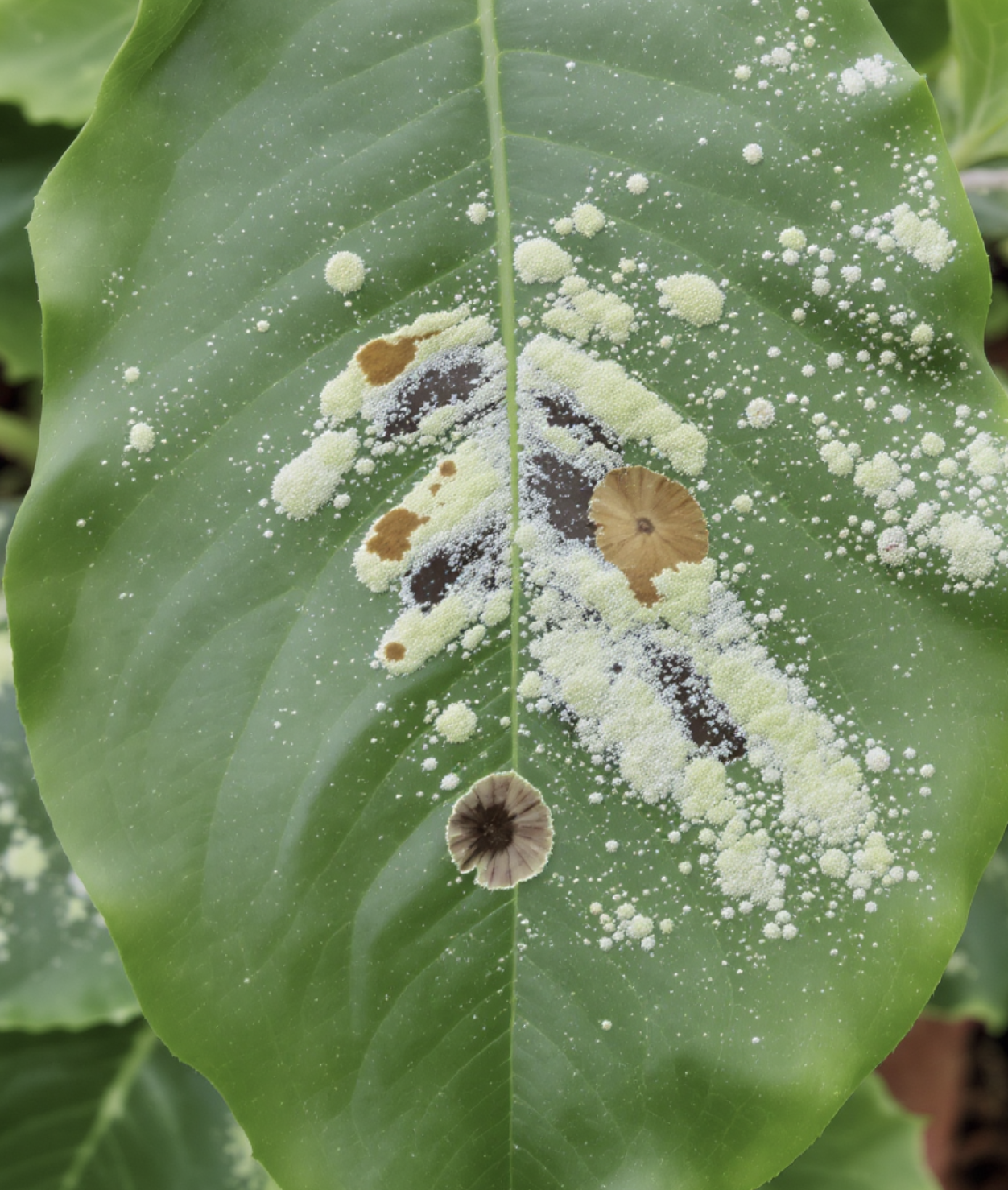 5. 병충해&amp;#44; 미리 알고 대처하기