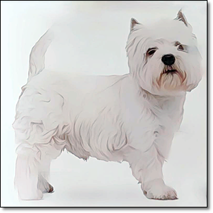 테리어
웨스트 하이랜드 화이트 테리어 (West Highland White Terrier)
