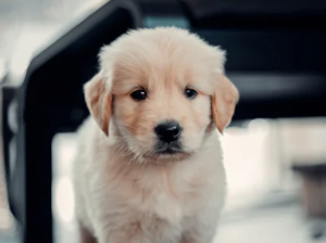 강아지 꿈 해몽