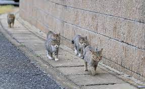 후쿠오카 자유여행 : 현지인 추천 후쿠오카 명소 여행