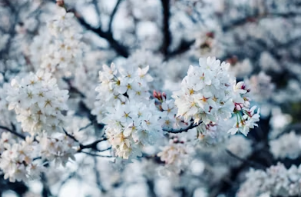 2026 벚꽃 배경 사진 완벽 가이드