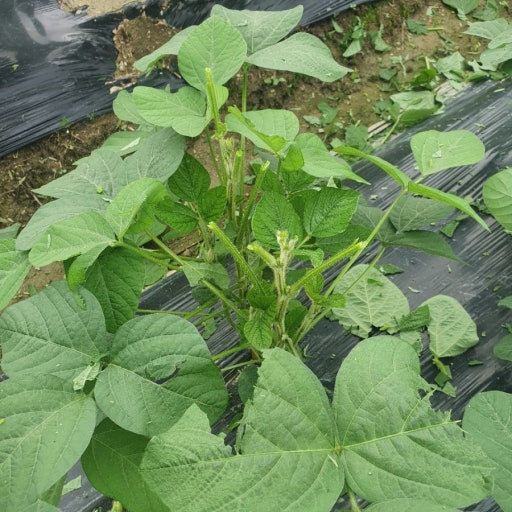 순치기와 북주기