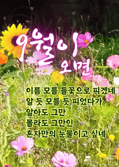 9월이 오면 시 이미지, 가을 들꽃 코스모스 배경, 9월 카톡 인사말 사진, 9월 가을 풍경 짧은 시