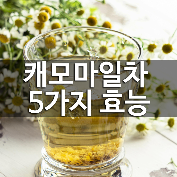 캐모마일차 효능