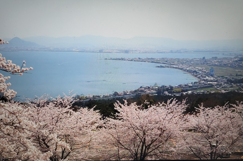 비와코테라스 주차장 사쿠라 만개사진