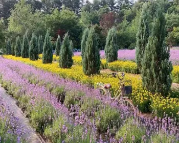 고성 라벤더 축제_5