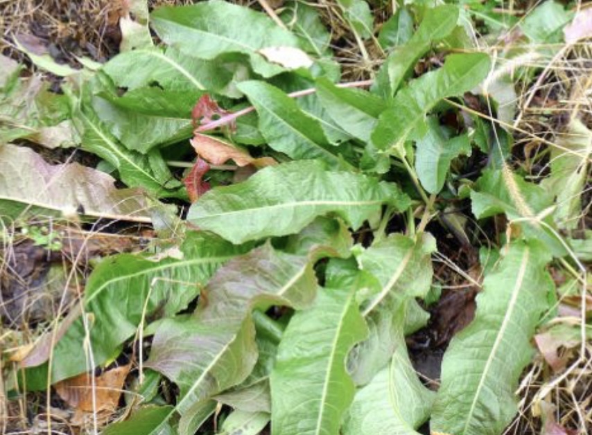 소리쟁이 효능: 전통 약초의 놀라운 건강 비밀