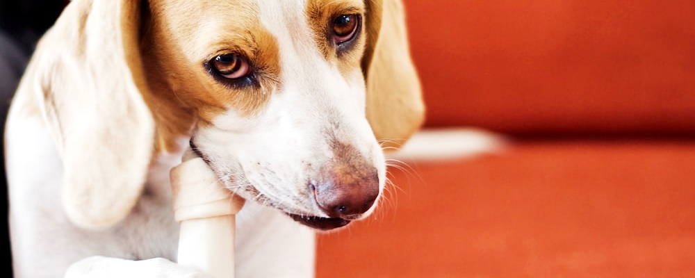 개싸움 말리는 방법 5